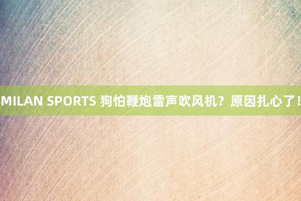MILAN SPORTS 狗怕鞭炮雷声吹风机？原因扎心了！