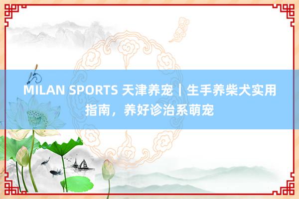 MILAN SPORTS 天津养宠｜生手养柴犬实用指南，养好诊治系萌宠